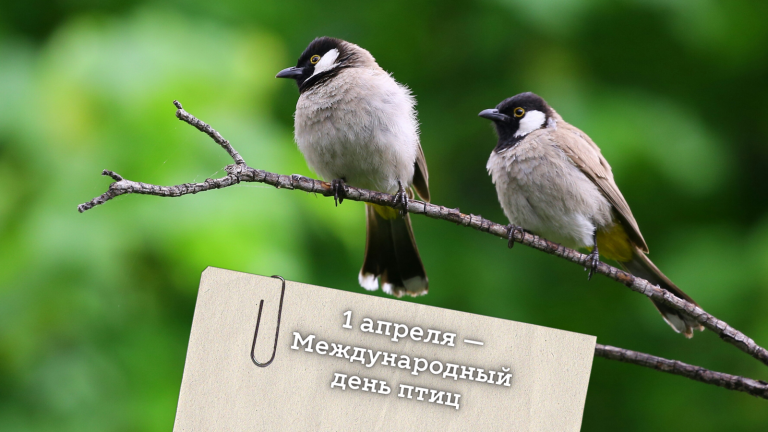 Что важно знать о птицах?